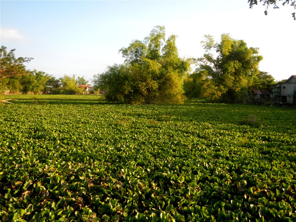 Candaba Riverside District (Lanang, Pasig, Mandasig and Pansinao, Candaba, Pampanga) Candaba, Pampanga Barangay Pansinao, Candaba, Pampanga, Pampanga province Eichhornia crassipes Water Hyacinth češti