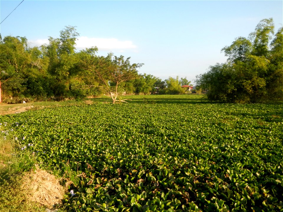 Candaba Riverside District (Lanang, Pasig, Mandasig and Pansinao, Candaba, Pampanga) Candaba, Pampanga Barangay Pansinao, Candaba, Pampanga, Pampanga province Eichhornia crassipes Water Hyacinth češti