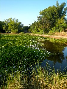 Candaba Riverside District (Lanang, Pasig, Mandasig and Pansinao, Candaba, Pampanga) Candaba, Pampanga Barangay Pansinao, Candaba, Pampanga, Pampanga province Eichhornia crassipes Water Hyacinth češti