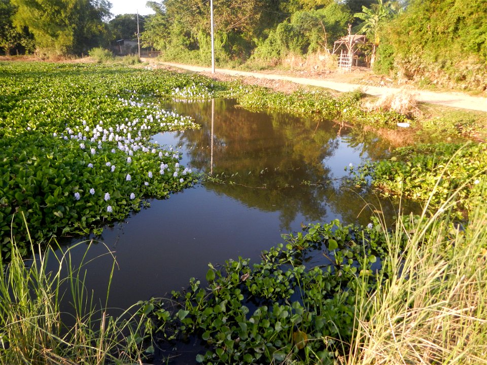 Candaba Riverside District (Lanang, Pasig, Mandasig and Pansinao, Candaba, Pampanga) Candaba, Pampanga Barangay Pansinao, Candaba, Pampanga, Pampanga province Eichhornia crassipes Water Hyacinth češti
