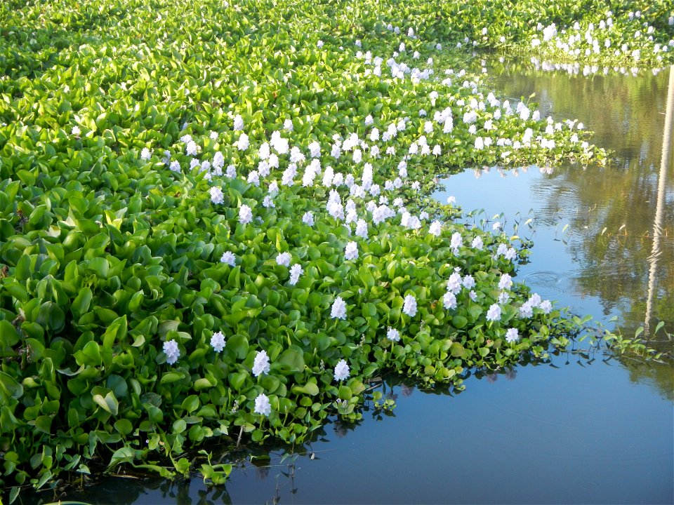 Candaba Riverside District (Lanang, Pasig, Mandasig and Pansinao, Candaba, Pampanga) Candaba, Pampanga Barangay Pansinao, Candaba, Pampanga, Pampanga province Eichhornia crassipes Water Hyacinth češti