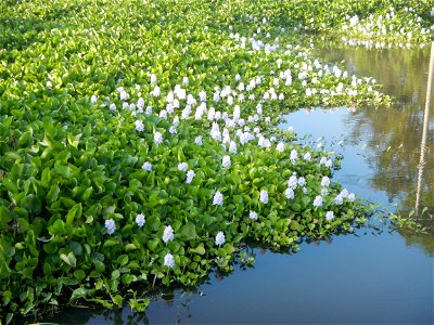 Candaba Riverside District (Lanang, Pasig, Mandasig and Pansinao, Candaba, Pampanga) Candaba, Pampanga Barangay Pansinao, Candaba, Pampanga, Pampanga province Eichhornia crassipes Water Hyacinth češti