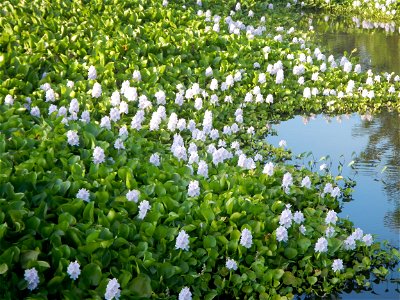 Candaba Riverside District (Lanang, Pasig, Mandasig and Pansinao, Candaba, Pampanga) Candaba, Pampanga Barangay Pansinao, Candaba, Pampanga, Pampanga province Eichhornia crassipes Water Hyacinth češti