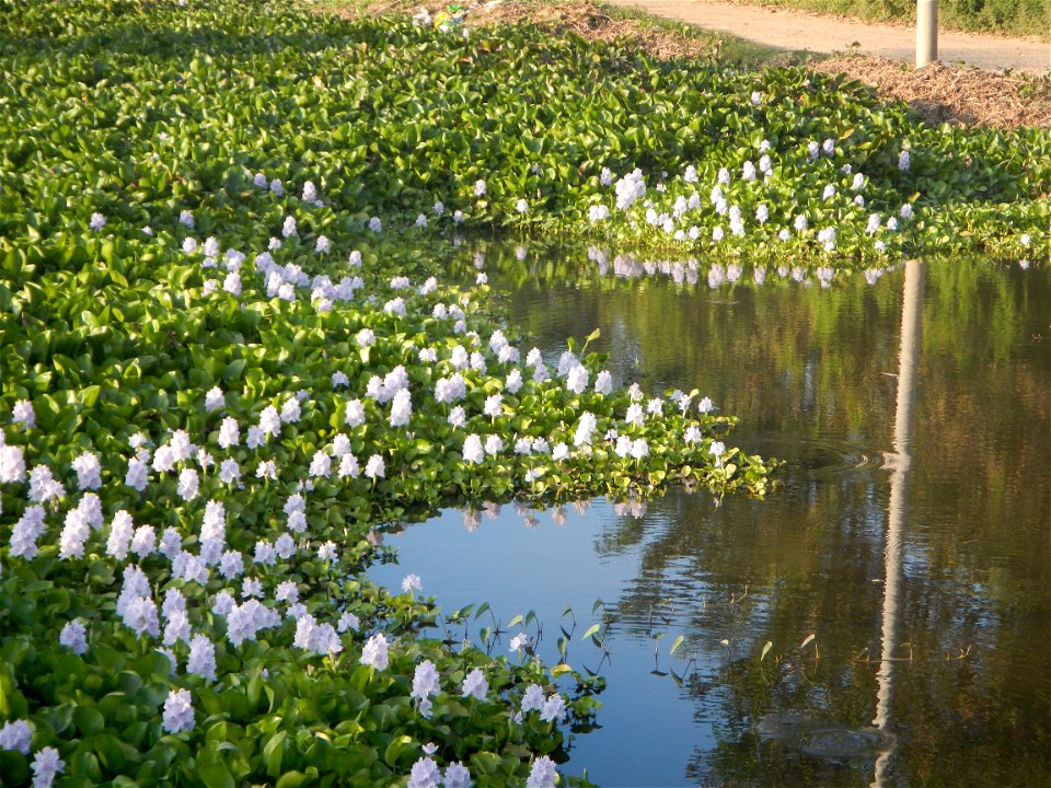 Candaba Riverside District (Lanang, Pasig, Mandasig and Pansinao, Candaba, Pampanga) Candaba, Pampanga Barangay Pansinao, Candaba, Pampanga, Pampanga province Eichhornia crassipes Water Hyacinth češti