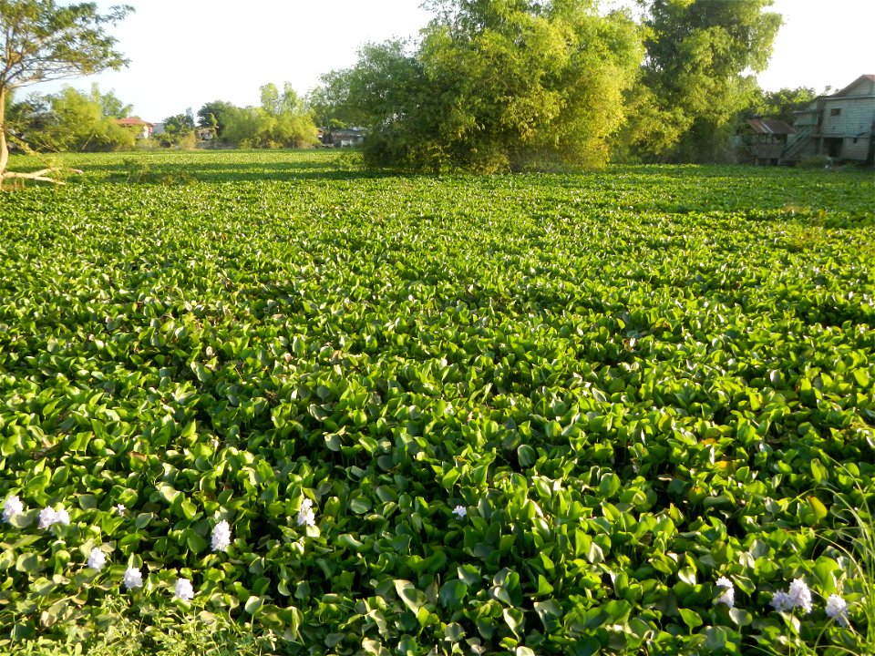 Candaba Riverside District (Lanang, Pasig, Mandasig and Pansinao, Candaba, Pampanga) Candaba, Pampanga Barangay Pansinao, Candaba, Pampanga, Pampanga province Eichhornia crassipes Water Hyacinth češti