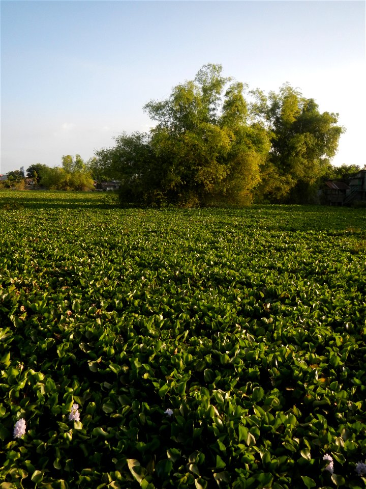 Candaba Riverside District (Lanang, Pasig, Mandasig and Pansinao, Candaba, Pampanga) Candaba, Pampanga Barangay Pansinao, Candaba, Pampanga, Pampanga province Eichhornia crassipes Water Hyacinth češti