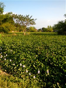 Candaba Riverside District (Lanang, Pasig, Mandasig and Pansinao, Candaba, Pampanga) Candaba, Pampanga Barangay Pansinao, Candaba, Pampanga, Pampanga province Eichhornia crassipes Water Hyacinth češti