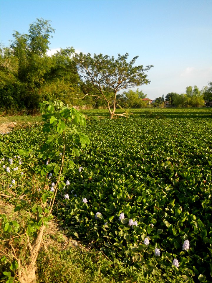 Candaba Riverside District (Lanang, Pasig, Mandasig and Pansinao, Candaba, Pampanga) Candaba, Pampanga Barangay Pansinao, Candaba, Pampanga, Pampanga province Eichhornia crassipes Water Hyacinth češti