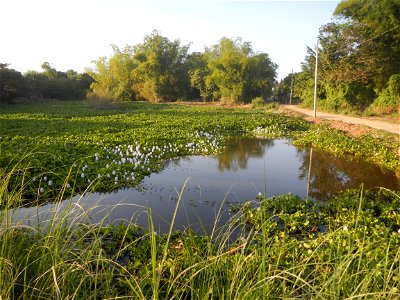 Candaba Riverside District (Lanang, Pasig, Mandasig and Pansinao, Candaba, Pampanga) Candaba, Pampanga Barangay Pansinao, Candaba, Pampanga, Pampanga province Eichhornia crassipes Water Hyacinth češti