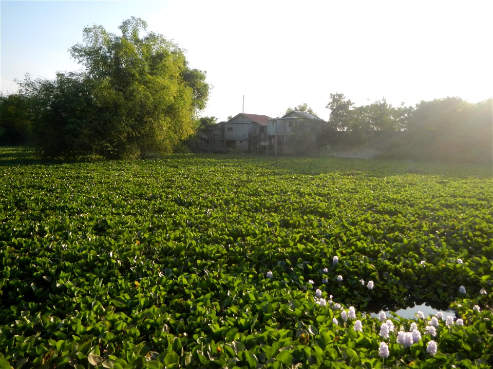Candaba Riverside District (Lanang, Pasig, Mandasig and Pansinao, Candaba, Pampanga) Candaba, Pampanga Barangay Pansinao, Candaba, Pampanga, Pampanga province Eichhornia crassipes Water Hyacinth češti