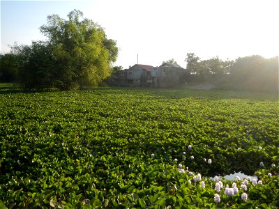 Candaba Riverside District (Lanang, Pasig, Mandasig and Pansinao, Candaba, Pampanga) Candaba, Pampanga Barangay Pansinao, Candaba, Pampanga, Pampanga province Eichhornia crassipes Water Hyacinth češti