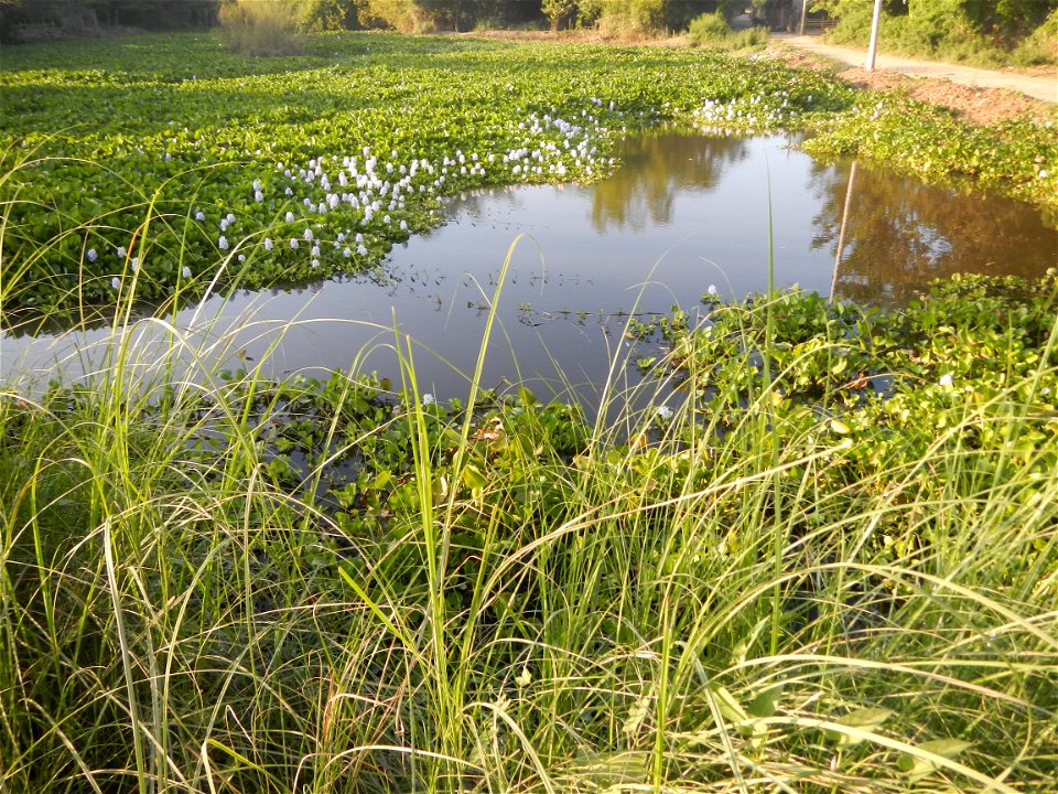 Candaba Riverside District (Lanang, Pasig, Mandasig and Pansinao, Candaba, Pampanga) Candaba, Pampanga Barangay Pansinao, Candaba, Pampanga, Pampanga province Eichhornia crassipes Water Hyacinth češti