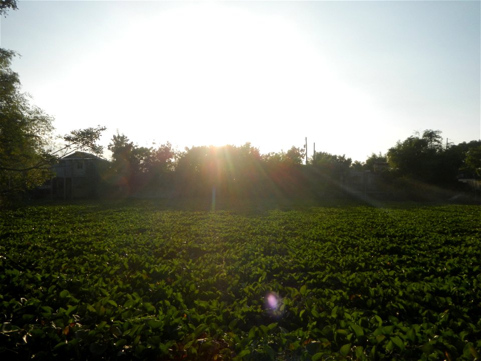 Candaba Riverside District (Lanang, Pasig, Mandasig and Pansinao, Candaba, Pampanga) Candaba, Pampanga Barangay Pansinao, Candaba, Pampanga, Pampanga province Eichhornia crassipes Water Hyacinth češti