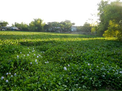 Candaba Riverside District (Lanang, Pasig, Mandasig and Pansinao, Candaba, Pampanga) Candaba, Pampanga Barangay Pansinao, Candaba, Pampanga, Pampanga province Eichhornia crassipes Water Hyacinth češti