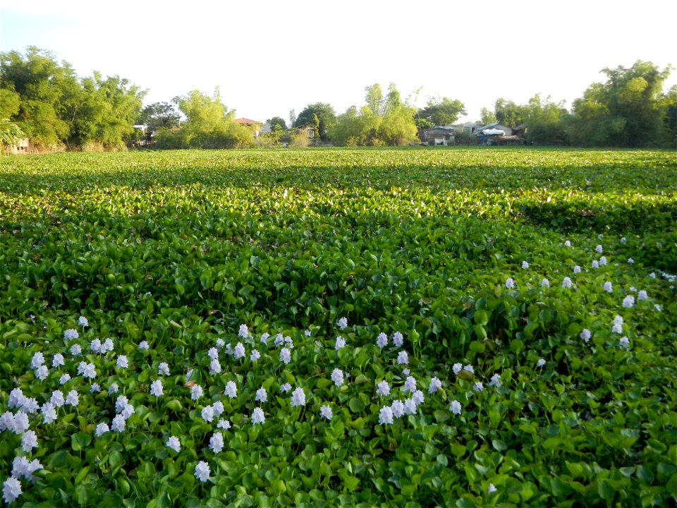 Candaba Riverside District (Lanang, Pasig, Mandasig and Pansinao, Candaba, Pampanga) Candaba, Pampanga Barangay Pansinao, Candaba, Pampanga, Pampanga province Eichhornia crassipes Water Hyacinth češti