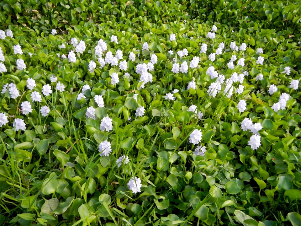 Candaba Riverside District (Lanang, Pasig, Mandasig and Pansinao, Candaba, Pampanga) Candaba, Pampanga Barangay Pansinao, Candaba, Pampanga, Pampanga province Eichhornia crassipes Water Hyacinth češti