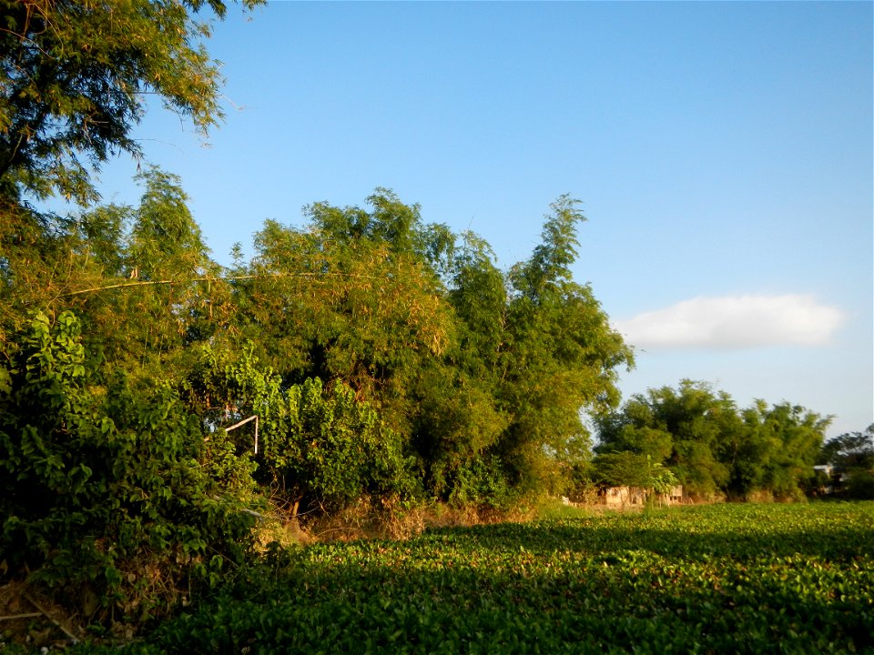 Candaba Riverside District (Lanang, Pasig, Mandasig and Pansinao, Candaba, Pampanga) Candaba, Pampanga Barangay Pansinao, Candaba, Pampanga, Pampanga province Eichhornia crassipes Water Hyacinth češti