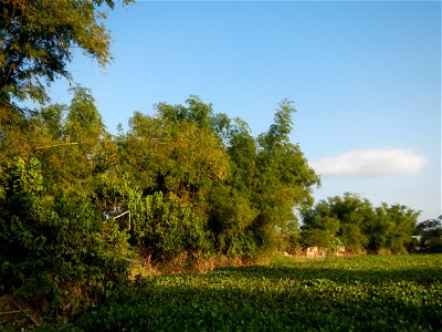 Candaba Riverside District (Lanang, Pasig, Mandasig and Pansinao, Candaba, Pampanga) Candaba, Pampanga Barangay Pansinao, Candaba, Pampanga, Pampanga province Eichhornia crassipes Water Hyacinth češti