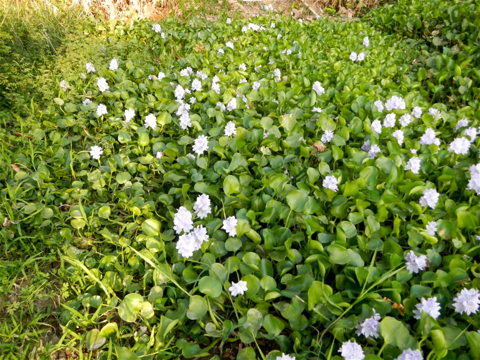 Candaba Riverside District (Lanang, Pasig, Mandasig and Pansinao, Candaba, Pampanga) Candaba, Pampanga Barangay Pansinao, Candaba, Pampanga, Pampanga province Eichhornia crassipes Water Hyacinth češti