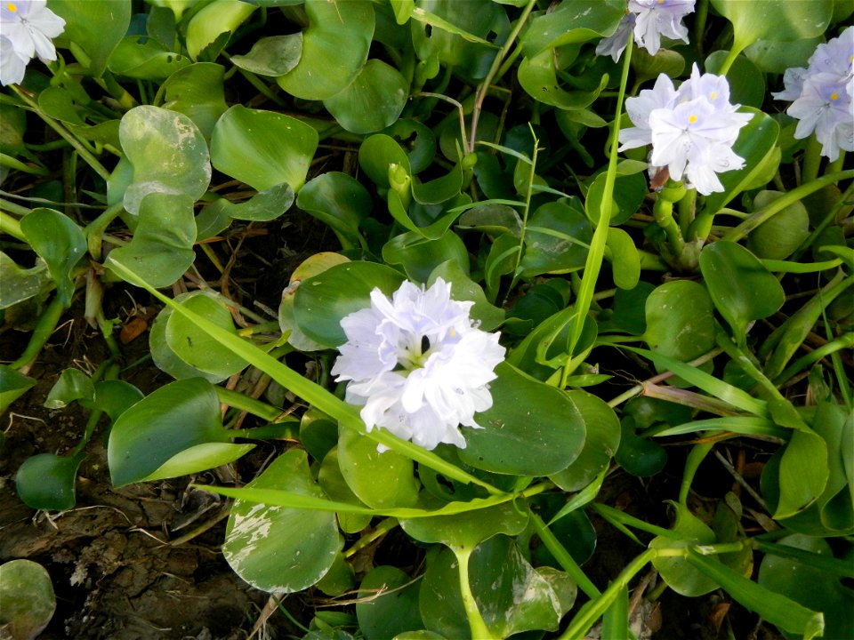 Candaba Riverside District (Lanang, Pasig, Mandasig and Pansinao, Candaba, Pampanga) Candaba, Pampanga Barangay Pansinao, Candaba, Pampanga, Pampanga province Eichhornia crassipes Water Hyacinth češti