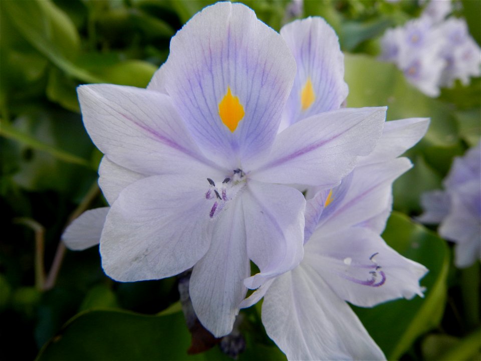 Candaba Riverside District (Lanang, Pasig, Mandasig and Pansinao, Candaba, Pampanga) Candaba, Pampanga Barangay Pansinao, Candaba, Pampanga, Pampanga province Eichhornia crassipes Water Hyacinth češti