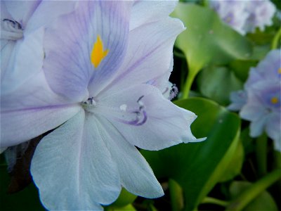 Candaba Riverside District (Lanang, Pasig, Mandasig and Pansinao, Candaba, Pampanga) Candaba, Pampanga Barangay Pansinao, Candaba, Pampanga, Pampanga province Eichhornia crassipes Water Hyacinth češti