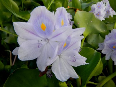 Candaba Riverside District (Lanang, Pasig, Mandasig and Pansinao, Candaba, Pampanga) Candaba, Pampanga Barangay Pansinao, Candaba, Pampanga, Pampanga province Eichhornia crassipes Water Hyacinth češti