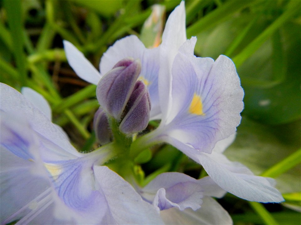 Candaba Riverside District (Lanang, Pasig, Mandasig and Pansinao, Candaba, Pampanga) Candaba, Pampanga Barangay Pansinao, Candaba, Pampanga, Pampanga province Eichhornia crassipes Water Hyacinth češti