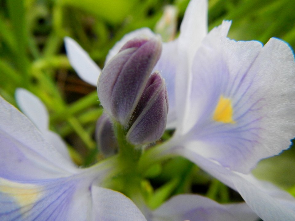 Candaba Riverside District (Lanang, Pasig, Mandasig and Pansinao, Candaba, Pampanga) Candaba, Pampanga Barangay Pansinao, Candaba, Pampanga, Pampanga province Eichhornia crassipes Water Hyacinth češti