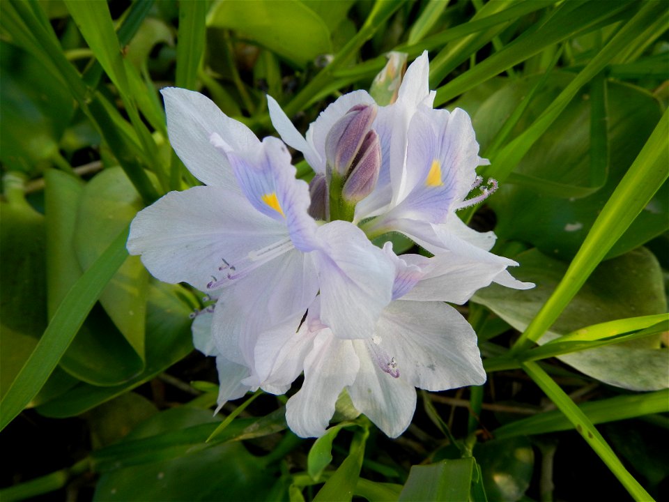 Candaba Riverside District (Lanang, Pasig, Mandasig and Pansinao, Candaba, Pampanga) Candaba, Pampanga Barangay Pansinao, Candaba, Pampanga, Pampanga province Eichhornia crassipes Water Hyacinth češti