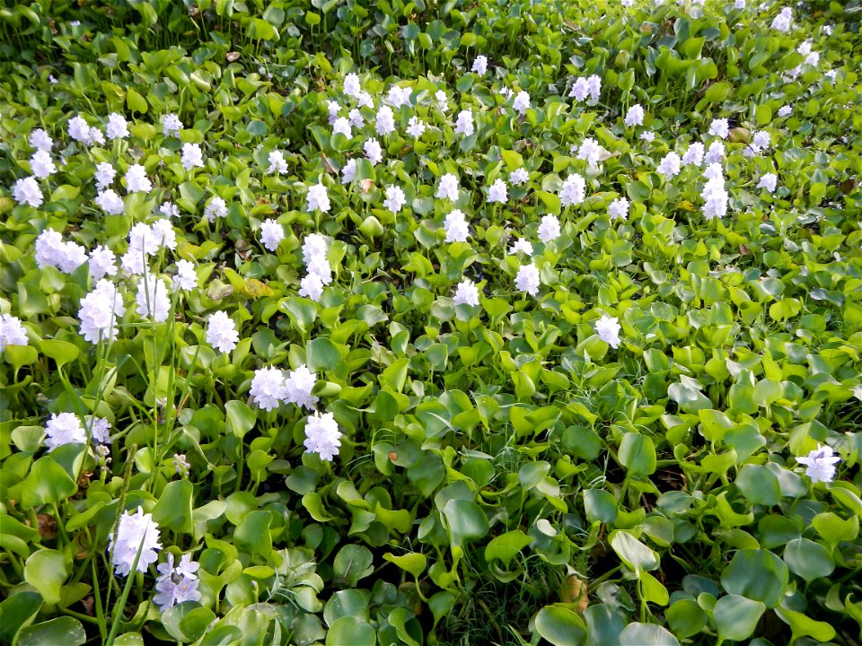 Candaba Riverside District (Lanang, Pasig, Mandasig and Pansinao, Candaba, Pampanga) Candaba, Pampanga Barangay Pansinao, Candaba, Pampanga, Pampanga province Eichhornia crassipes Water Hyacinth češti