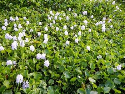 Candaba Riverside District (Lanang, Pasig, Mandasig and Pansinao, Candaba, Pampanga) Candaba, Pampanga Barangay Pansinao, Candaba, Pampanga, Pampanga province Eichhornia crassipes Water Hyacinth češti