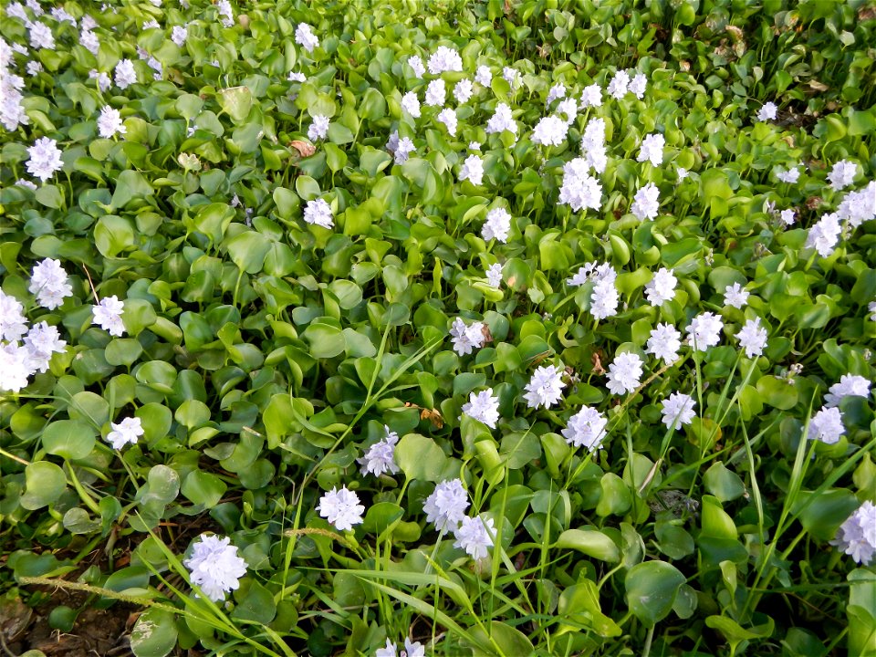 Candaba Riverside District (Lanang, Pasig, Mandasig and Pansinao, Candaba, Pampanga) Candaba, Pampanga Barangay Pansinao, Candaba, Pampanga, Pampanga province Eichhornia crassipes Water Hyacinth češti