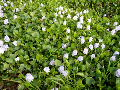 Candaba Riverside District (Lanang, Pasig, Mandasig and Pansinao, Candaba, Pampanga) Candaba, Pampanga Barangay Pansinao, Candaba, Pampanga, Pampanga province Eichhornia crassipes Water Hyacinth češti