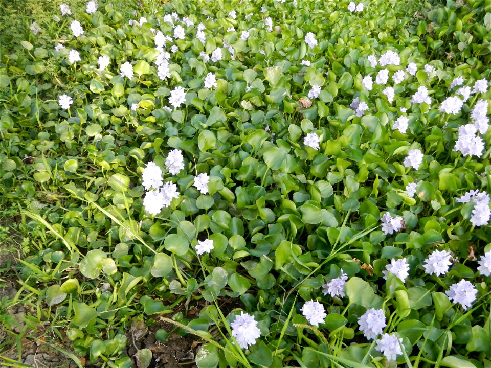 Candaba Riverside District (Lanang, Pasig, Mandasig and Pansinao, Candaba, Pampanga) Candaba, Pampanga Barangay Pansinao, Candaba, Pampanga, Pampanga province Eichhornia crassipes Water Hyacinth češti