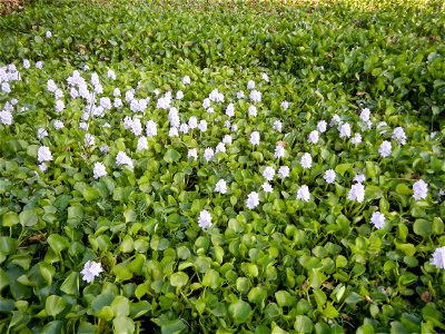 Candaba Riverside District (Lanang, Pasig, Mandasig and Pansinao, Candaba, Pampanga) Candaba, Pampanga Barangay Pansinao, Candaba, Pampanga, Pampanga province Eichhornia crassipes Water Hyacinth češti