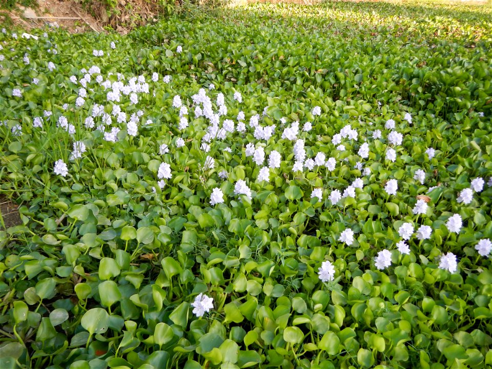 Candaba Riverside District (Lanang, Pasig, Mandasig and Pansinao, Candaba, Pampanga) Candaba, Pampanga Barangay Pansinao, Candaba, Pampanga, Pampanga province Eichhornia crassipes Water Hyacinth češti