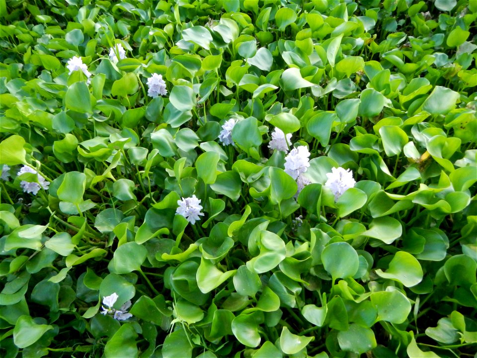 Candaba Riverside District (Lanang, Pasig, Mandasig and Pansinao, Candaba, Pampanga) Candaba, Pampanga Barangay Pansinao, Candaba, Pampanga, Pampanga province Eichhornia crassipes Water Hyacinth češti