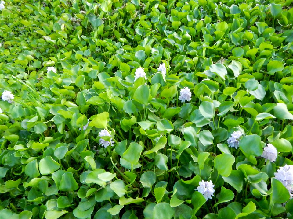 Candaba Riverside District (Lanang, Pasig, Mandasig and Pansinao, Candaba, Pampanga) Candaba, Pampanga Barangay Pansinao, Candaba, Pampanga, Pampanga province Eichhornia crassipes Water Hyacinth češti
