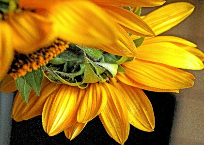 Large flower sunny ornamental sunflower photo