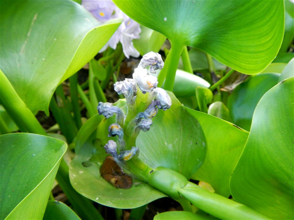 Candaba Riverside District (Lanang, Pasig, Mandasig and Pansinao, Candaba, Pampanga) Candaba, Pampanga Barangay Pansinao, Candaba, Pampanga, Pampanga province Eichhornia crassipes Water Hyacinth češti