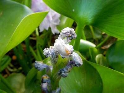 Candaba Riverside District (Lanang, Pasig, Mandasig and Pansinao, Candaba, Pampanga) Candaba, Pampanga Barangay Pansinao, Candaba, Pampanga, Pampanga province Eichhornia crassipes Water Hyacinth češti