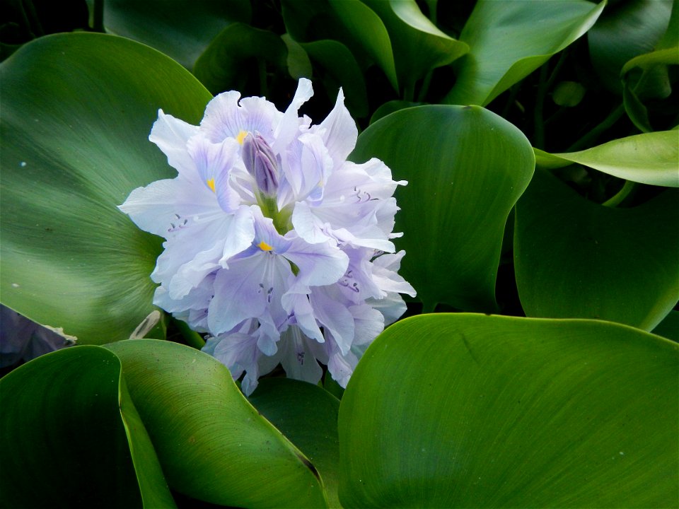 Candaba Riverside District (Lanang, Pasig, Mandasig and Pansinao, Candaba, Pampanga) Candaba, Pampanga Barangay Pansinao, Candaba, Pampanga, Pampanga province Eichhornia crassipes Water Hyacinth češti