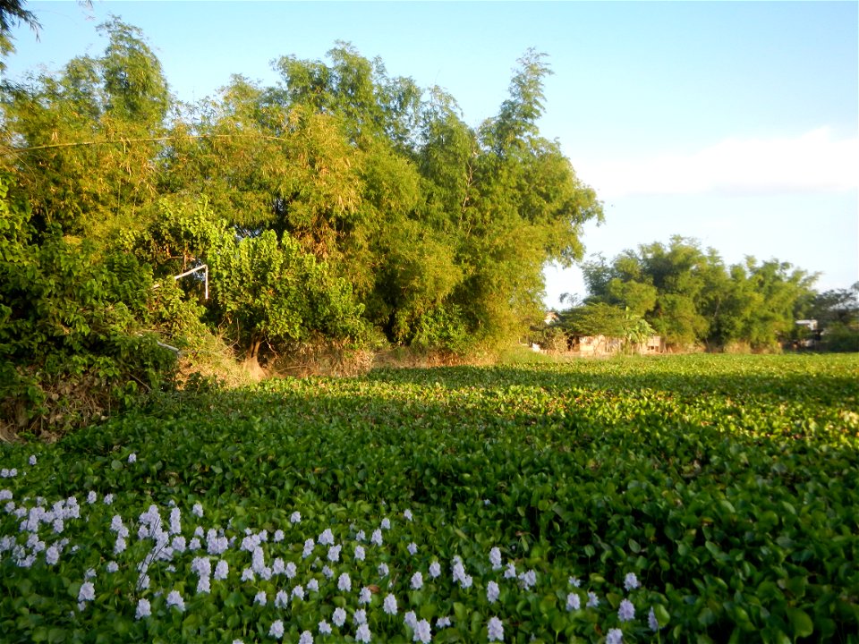 Candaba Riverside District (Lanang, Pasig, Mandasig and Pansinao, Candaba, Pampanga) Candaba, Pampanga Barangay Pansinao, Candaba, Pampanga, Pampanga province Eichhornia crassipes Water Hyacinth češti