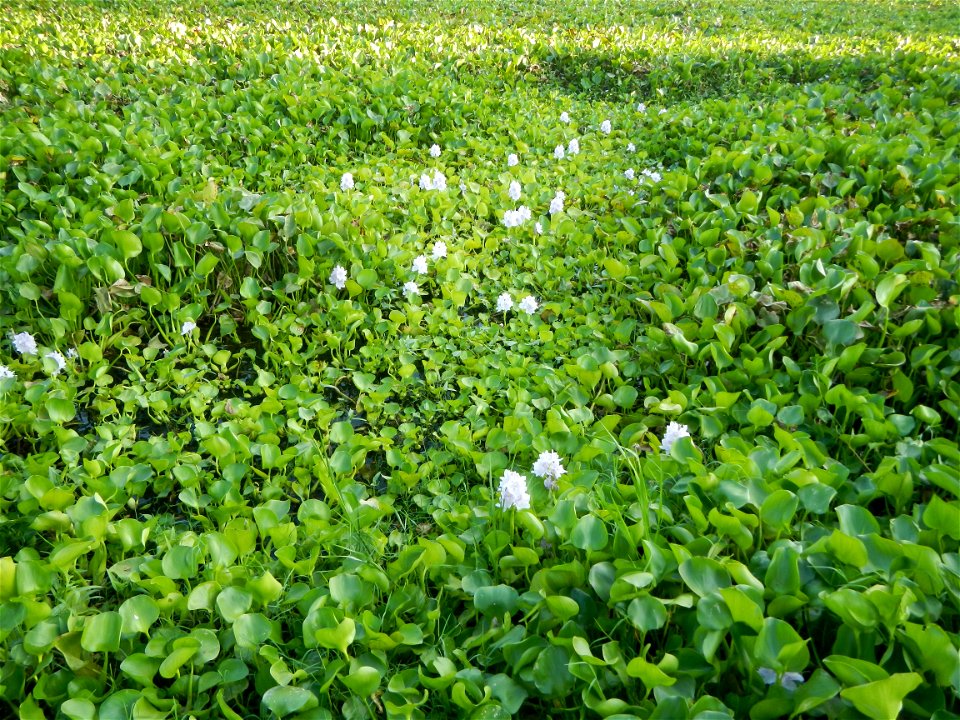 Candaba Riverside District (Lanang, Pasig, Mandasig and Pansinao, Candaba, Pampanga) Candaba, Pampanga Barangay Pansinao, Candaba, Pampanga, Pampanga province Eichhornia crassipes Water Hyacinth češti