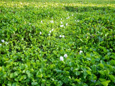 Candaba Riverside District (Lanang, Pasig, Mandasig and Pansinao, Candaba, Pampanga) Candaba, Pampanga Barangay Pansinao, Candaba, Pampanga, Pampanga province Eichhornia crassipes Water Hyacinth češti