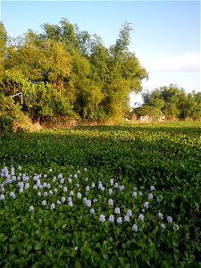 Candaba Riverside District (Lanang, Pasig, Mandasig and Pansinao, Candaba, Pampanga) Candaba, Pampanga Barangay Pansinao, Candaba, Pampanga, Pampanga province Eichhornia crassipes Water Hyacinth češti