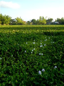 Candaba Riverside District (Lanang, Pasig, Mandasig and Pansinao, Candaba, Pampanga) Candaba, Pampanga Barangay Pansinao, Candaba, Pampanga, Pampanga province Eichhornia crassipes Water Hyacinth češti