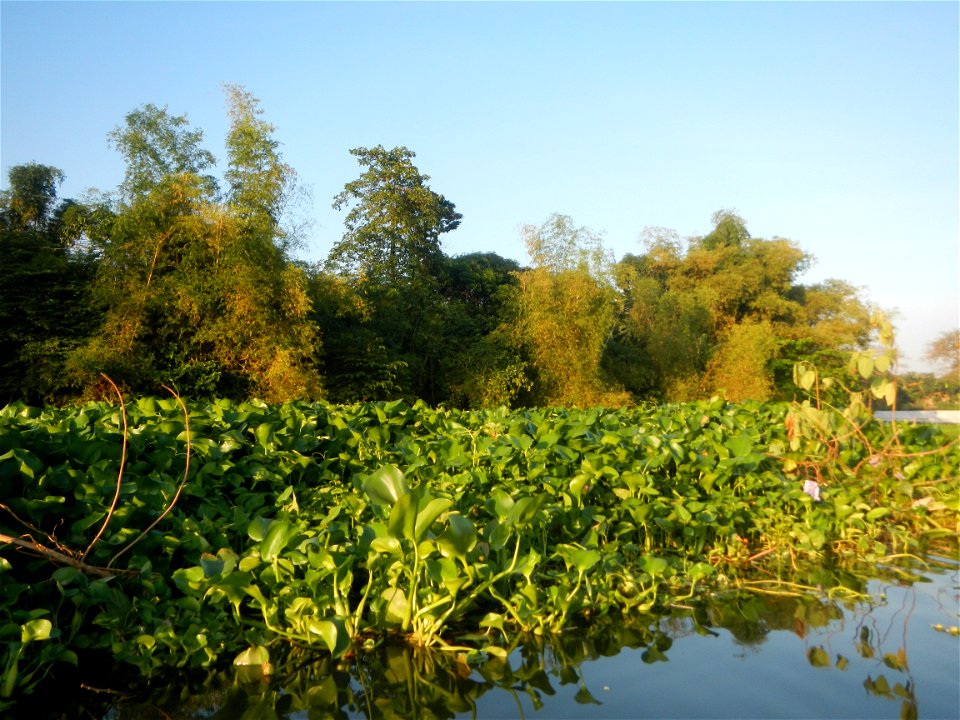 Eichhornia crassipes and Kangkong plantations Ipomoea aquatica  swamp cabbage or river spinach, in or along the Riprap construction of the Pulilan Riverbanks (Dampol 1, Lumbac and Poblacion, Pulilan &