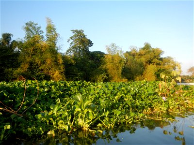 Eichhornia crassipes and Kangkong plantations Ipomoea aquatica  swamp cabbage or river spinach, in or along the Riprap construction of the Pulilan Riverbanks (Dampol 1, Lumbac and Poblacion, Pulilan &